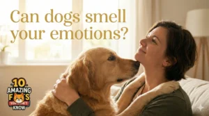 Can dogs smell your emotions?