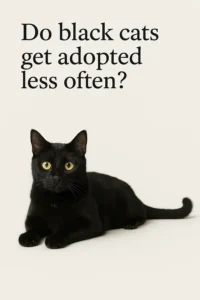 Do black cats get adopted less often?