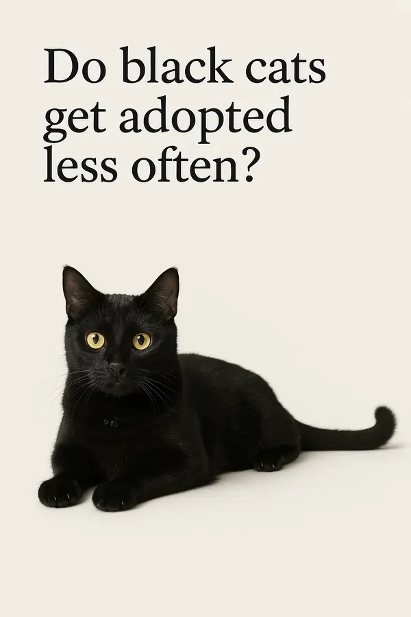 Do black cats get adopted less often?
