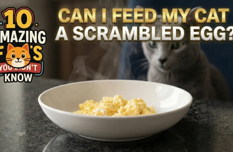 Can I feed my cat a scrambled egg?